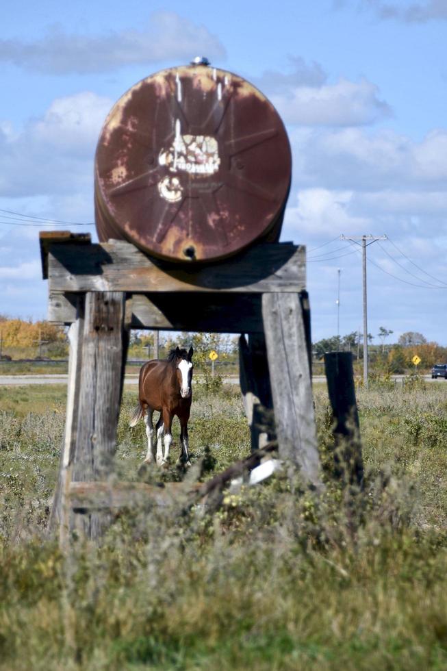 en häst som står under en gammal bränsletank på ett fält foto