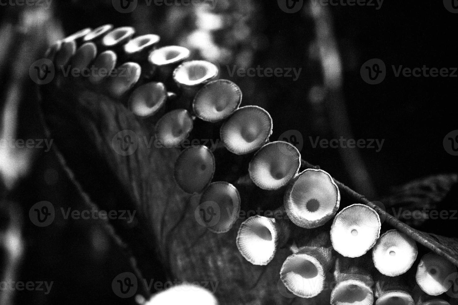 vanlig bläckfisk foto