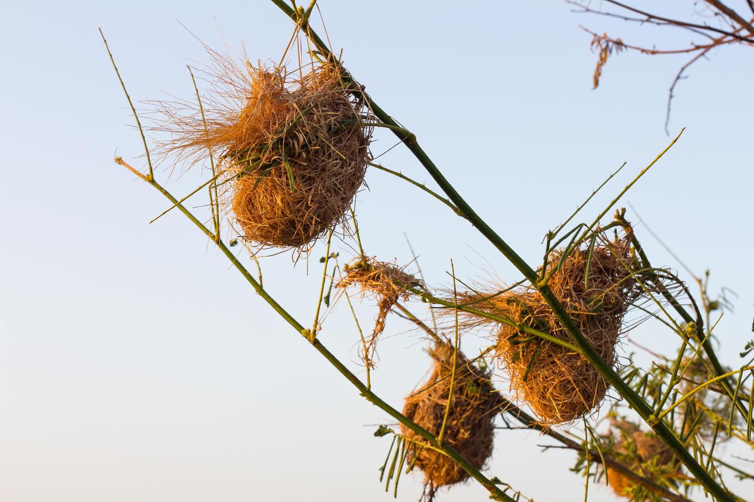 briar nest weaverbird foto