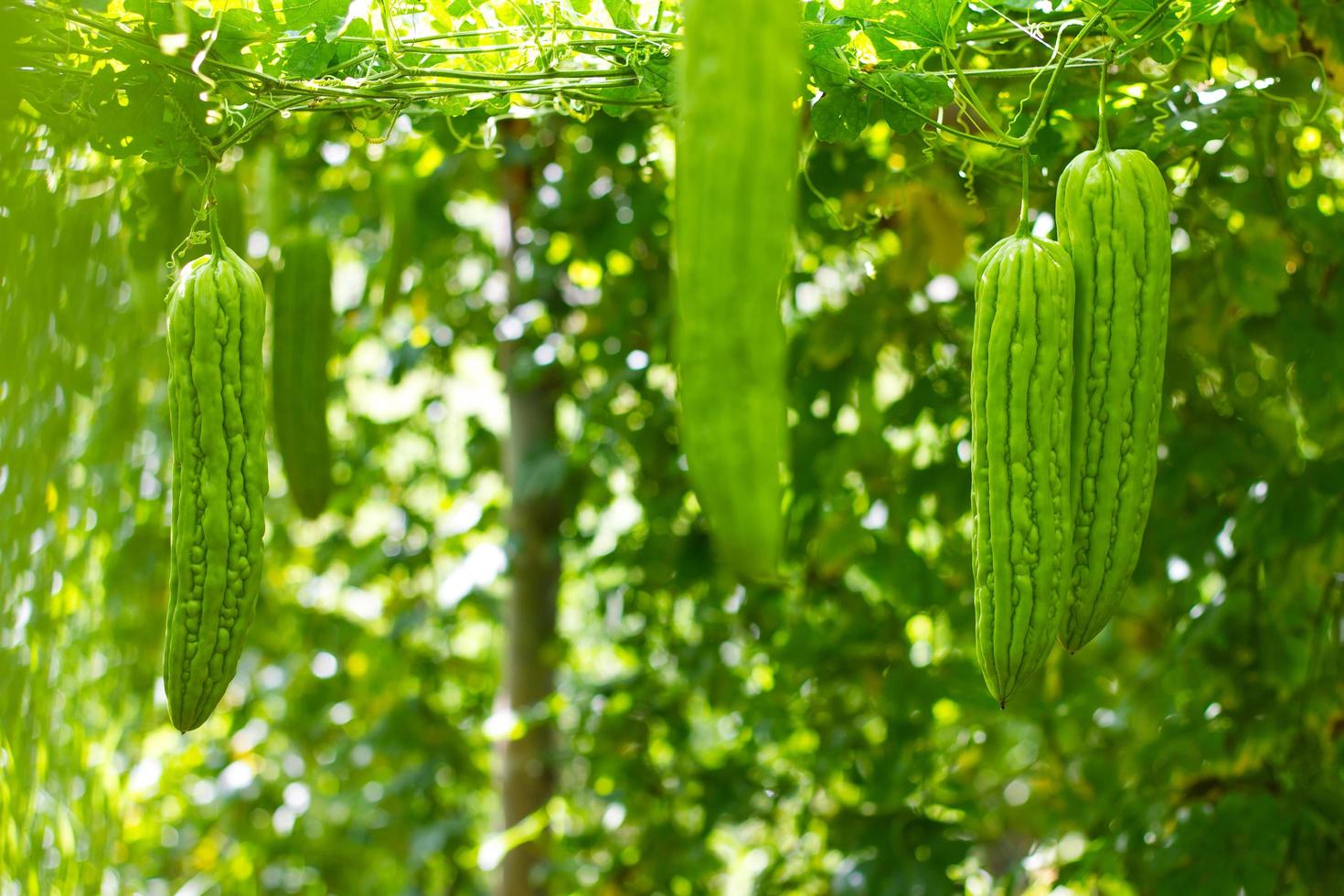 bitter kalebass i trädgården foto