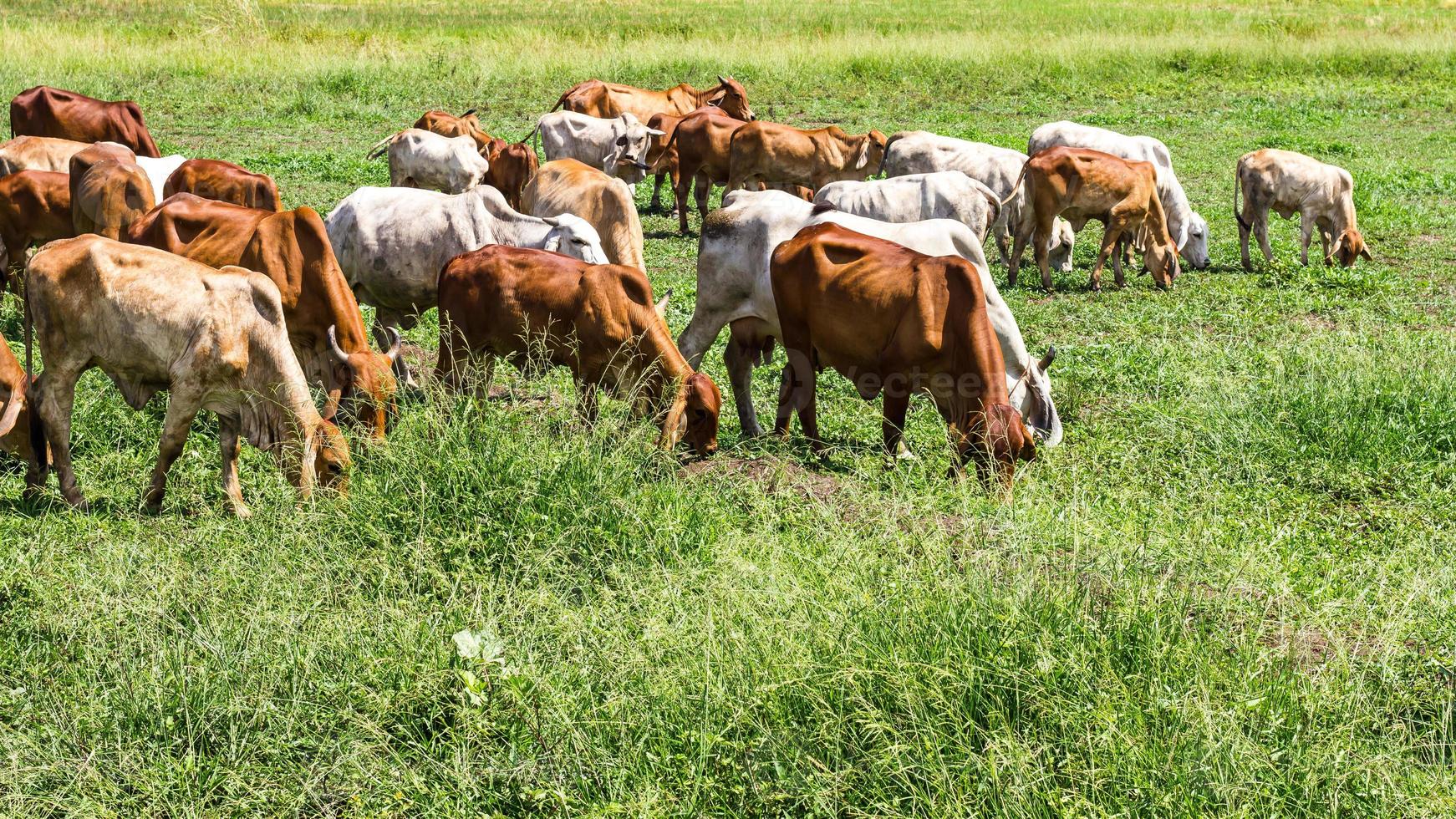 boskapshjordar av nötkreatur som betar foto