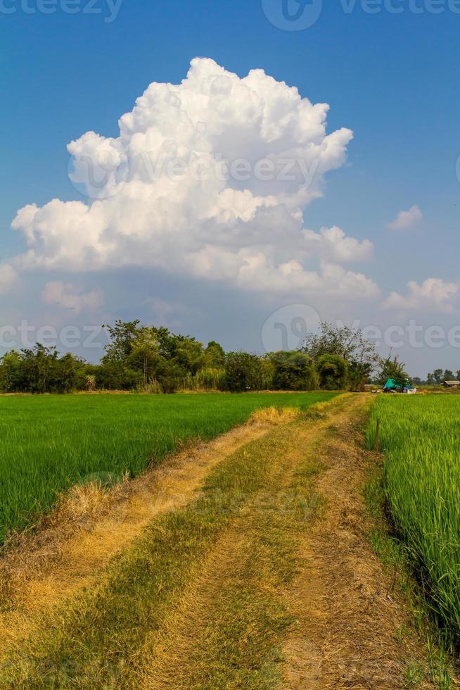 blå moln risfält foto