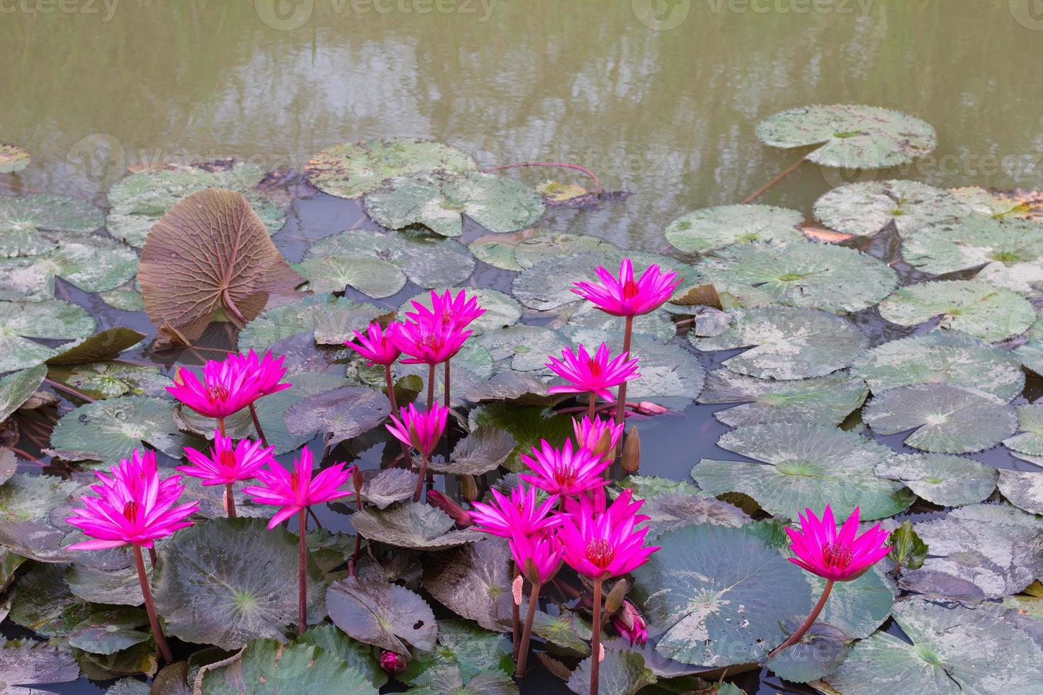 grupp lotus i vatten. foto