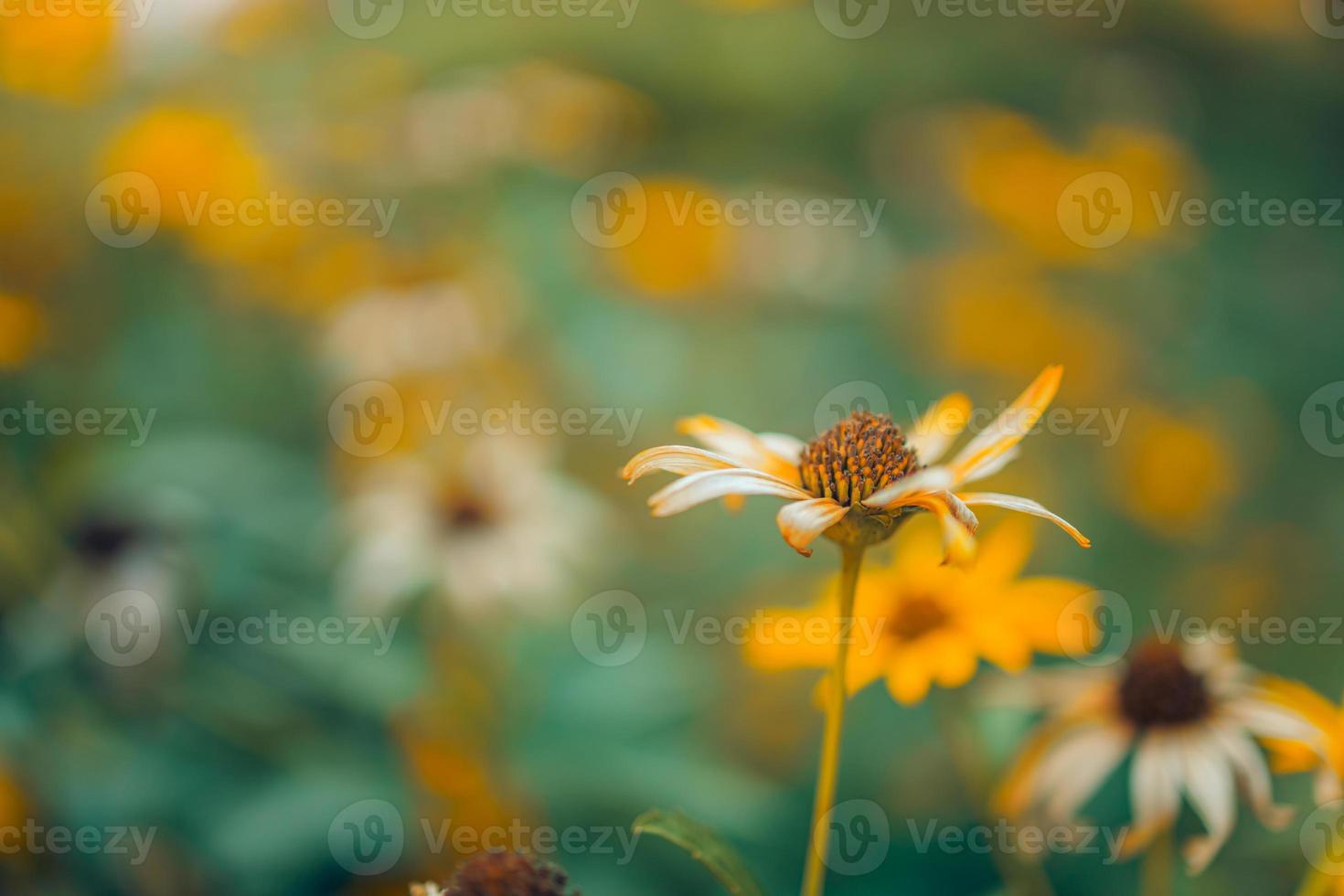 närbild landskap natur bakgrund av vackra rosa orange kosmos blomma fält med suddigt solnedgång lövverk. vintage färger ton foto