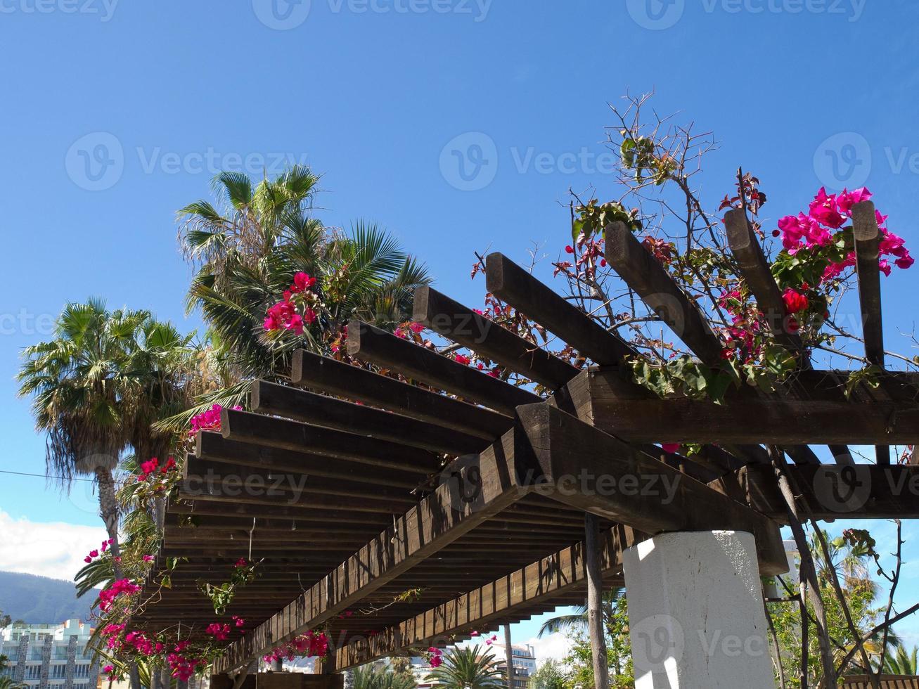 ön teneriffa i spanien foto