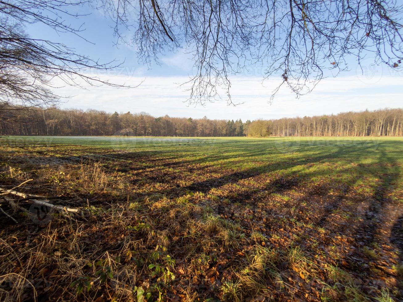 frostig morgon på vintern foto