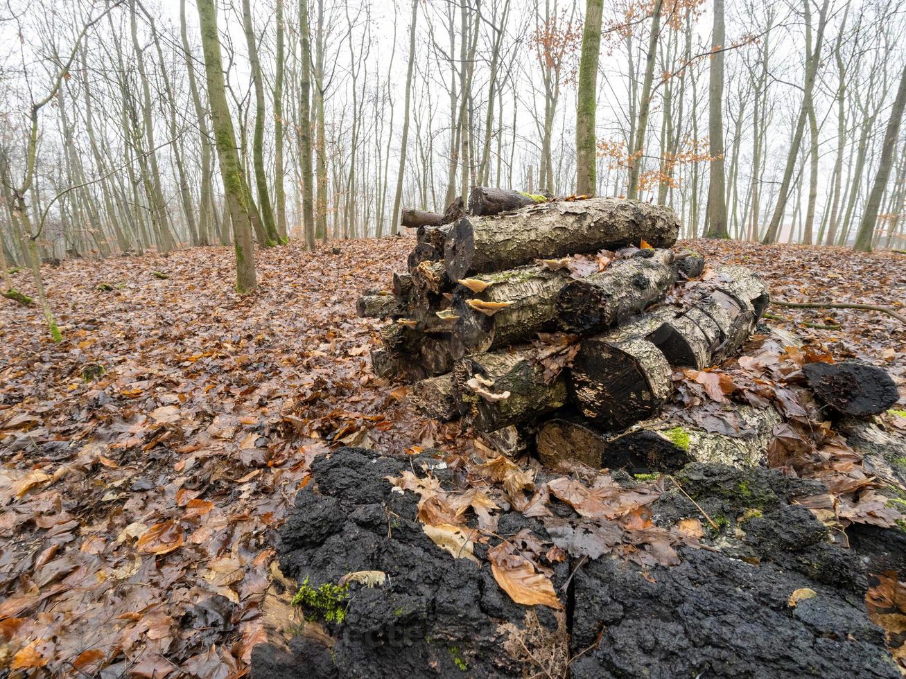 hög med ruttet ved i skogen foto