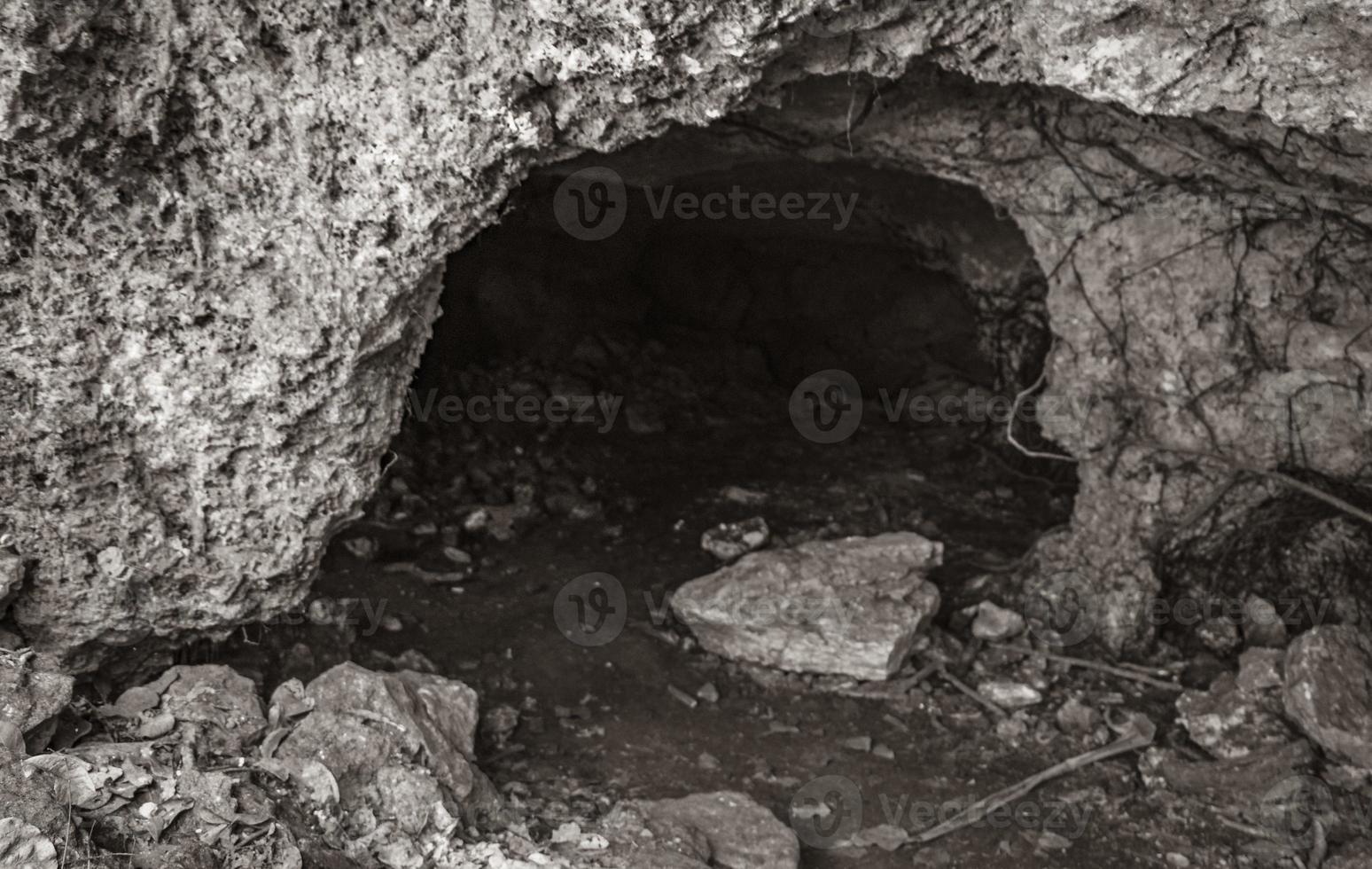 tropisk djungel växter träd stenar stenar grotta cenote muyil mexico. foto