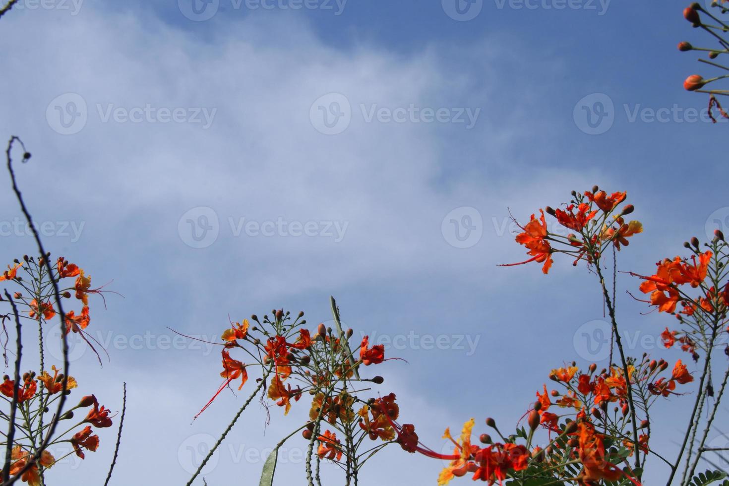 röda blommor som blommar och blå himmel. foto