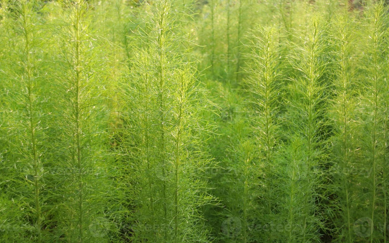 gröna blad av hundfänkål eller thoroughwort, thailand. bladformen ser ut som fjäderlik eller linje. foto
