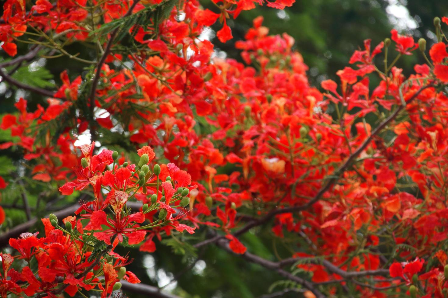 röda blommor av lågan eller kungliga poinciana är på borstar, thailand. foto