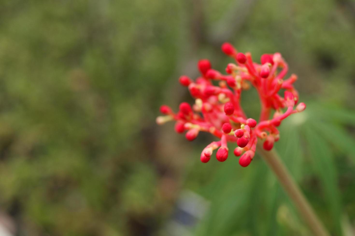 röd blomma av jatropha multifida frön på gren och oskärpa bakgrund. ett annat namn är korallbuske, korallväxt, fysisk nöt och guatemala rabarber. foto