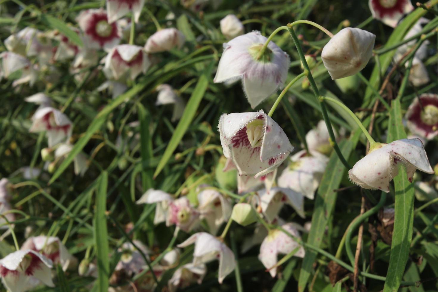 vita blommor av rosa milkweed som blommar på gren och oskärpa bakgrund, thailand. foto