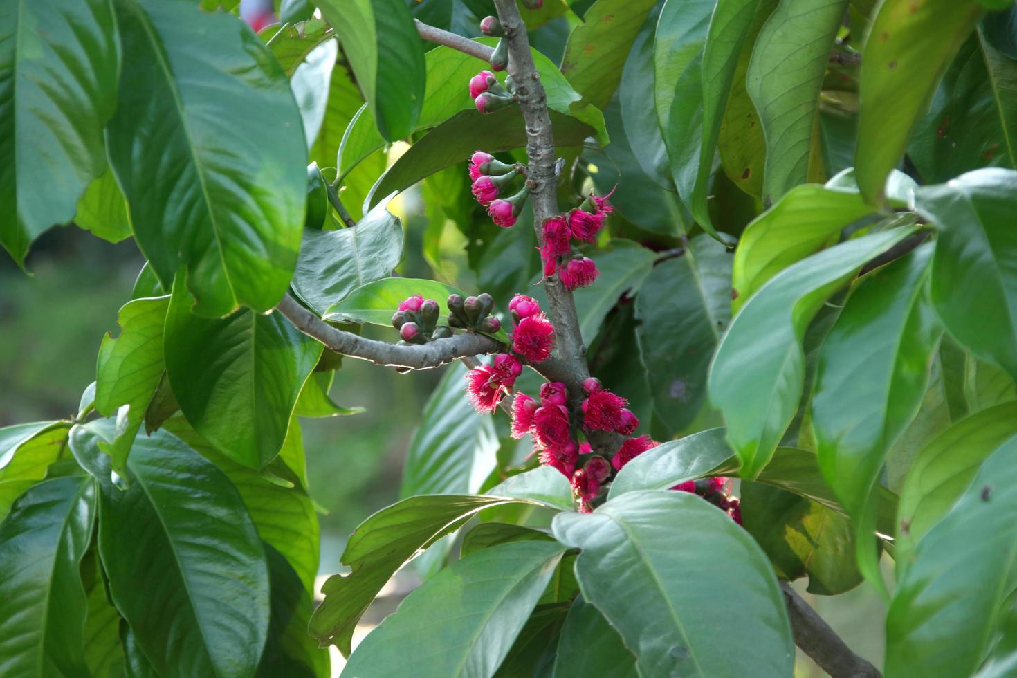 ljust rosa blomma av malaysiska äpple är på gren och oskärpa mörkgröna blad surround, thailand. foto