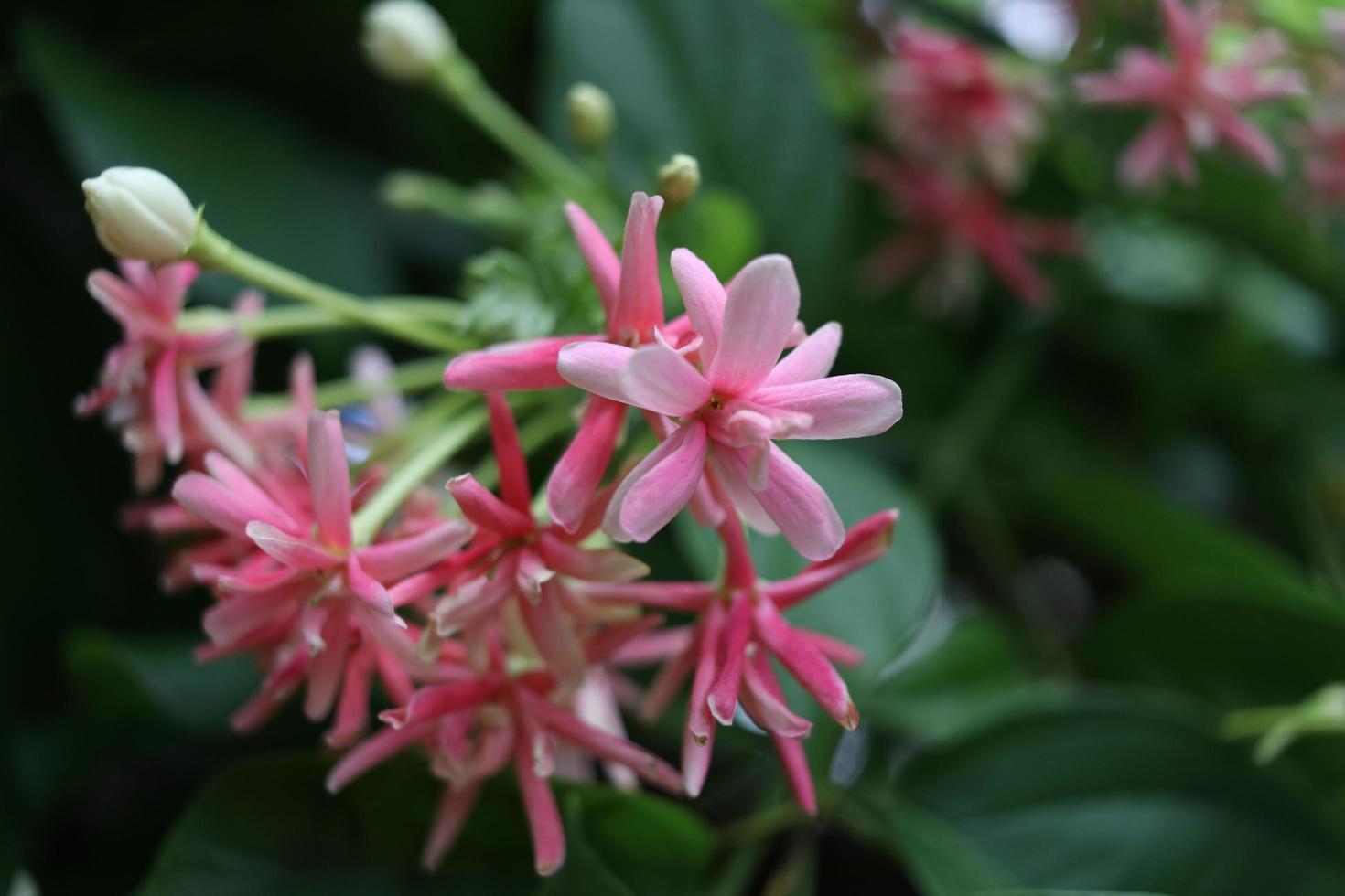 ljusrosa och röda rangoon rankor blommor är på grenen blommar och suddig gröna blad bakgrund, ett annat namn är kinesisk honung di eller berusad sjöman. foto