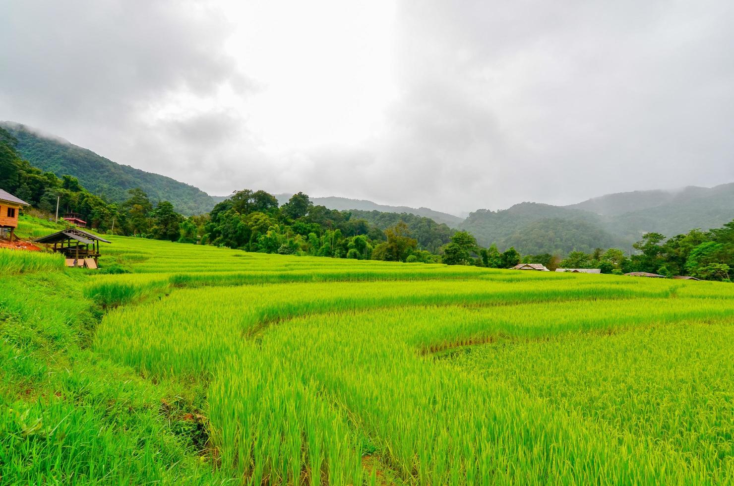 risfält i norra Thailand foto