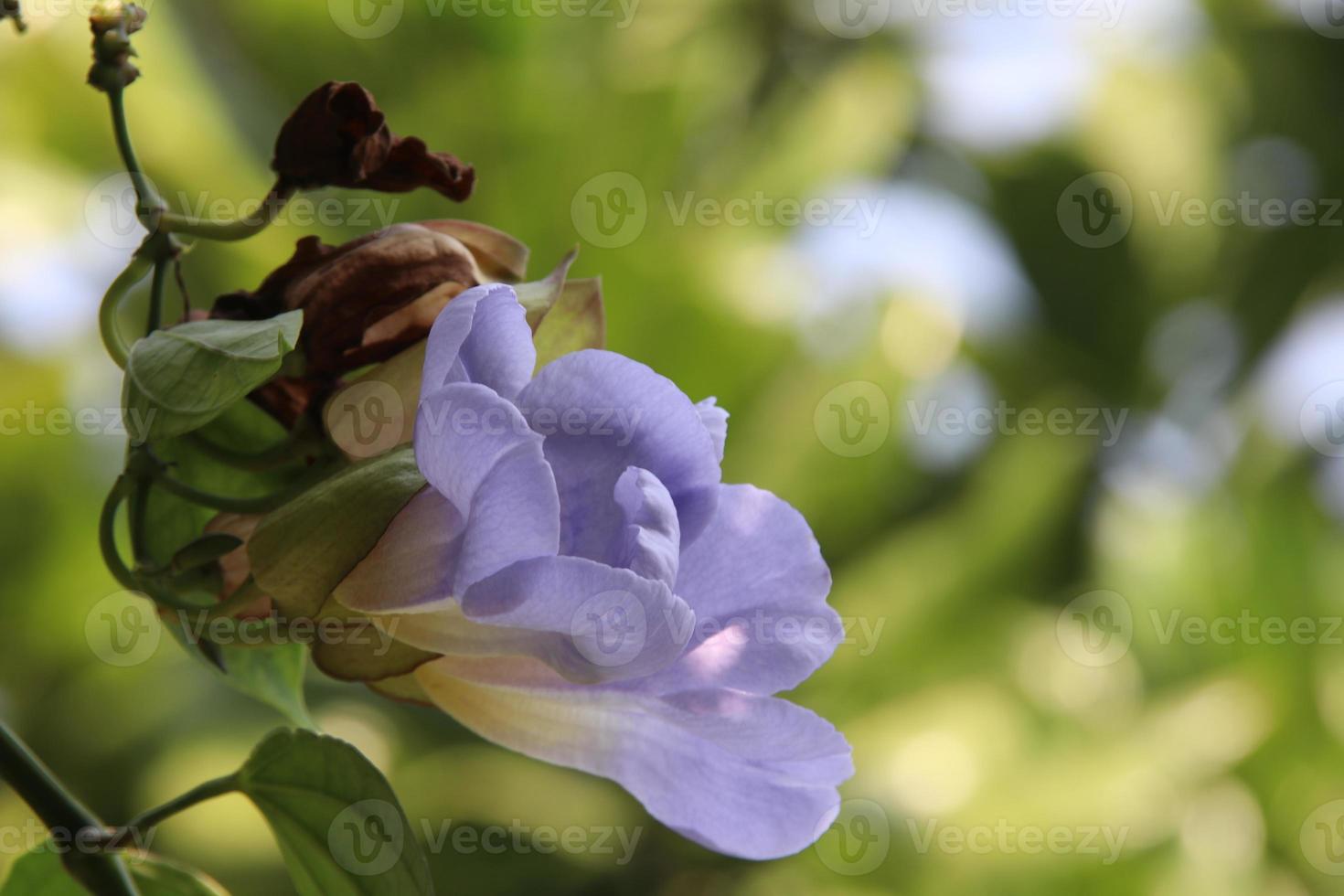 ljuslila blommor av lager clockvine eller blå trumfet vinstockar och oskärpa grön bakgrund. i thailand använder löv bota berusade och giftiga från djur. foto