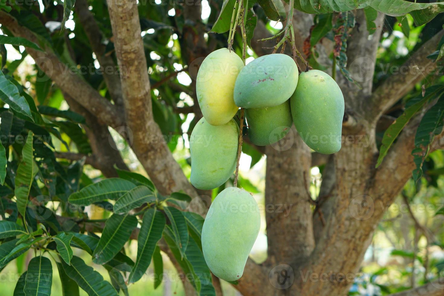 mango på ett träd i en bondes trädgård foto