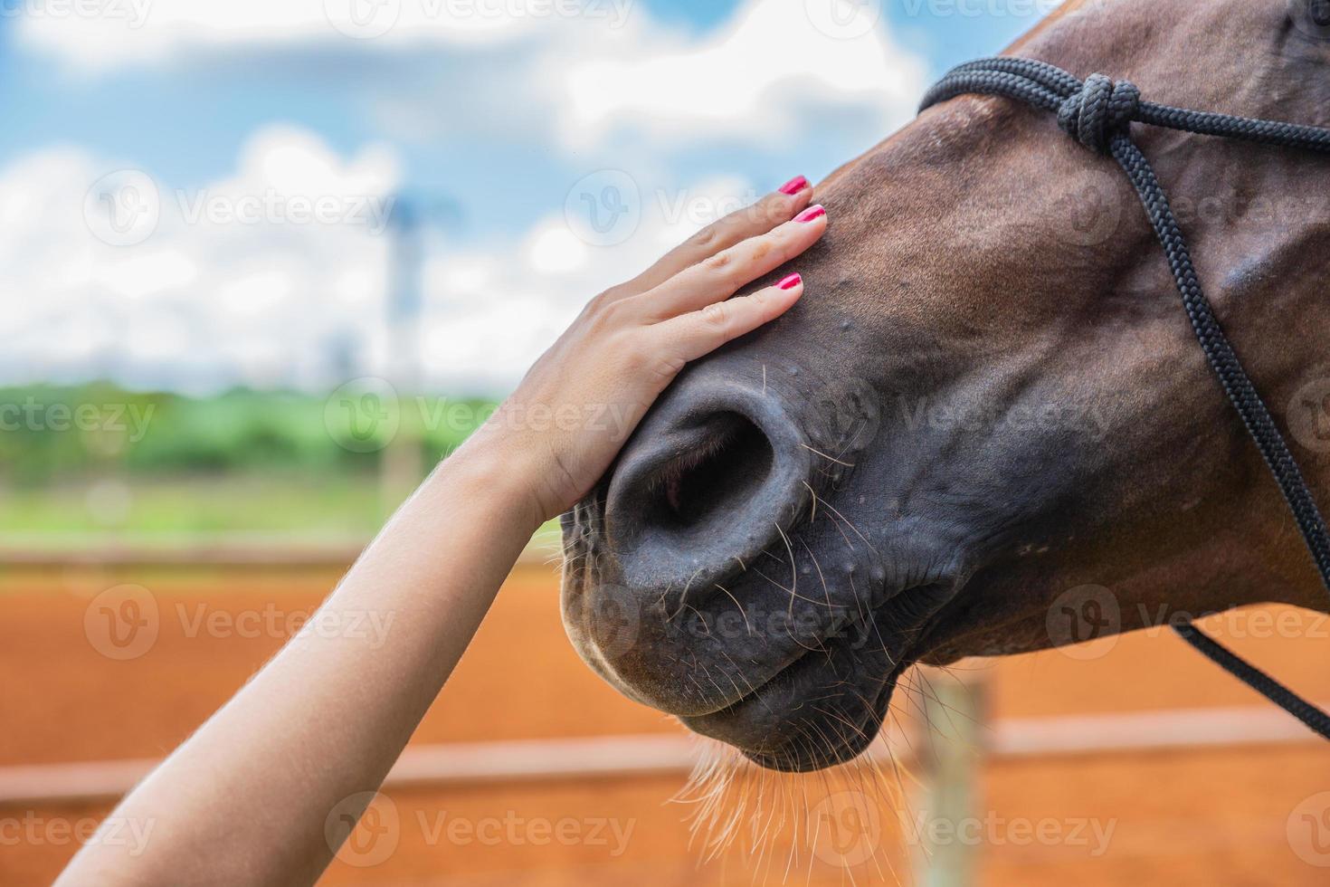 en utsträckt hand gör en vänlig gest till en häst genom att sticka i huvudet foto