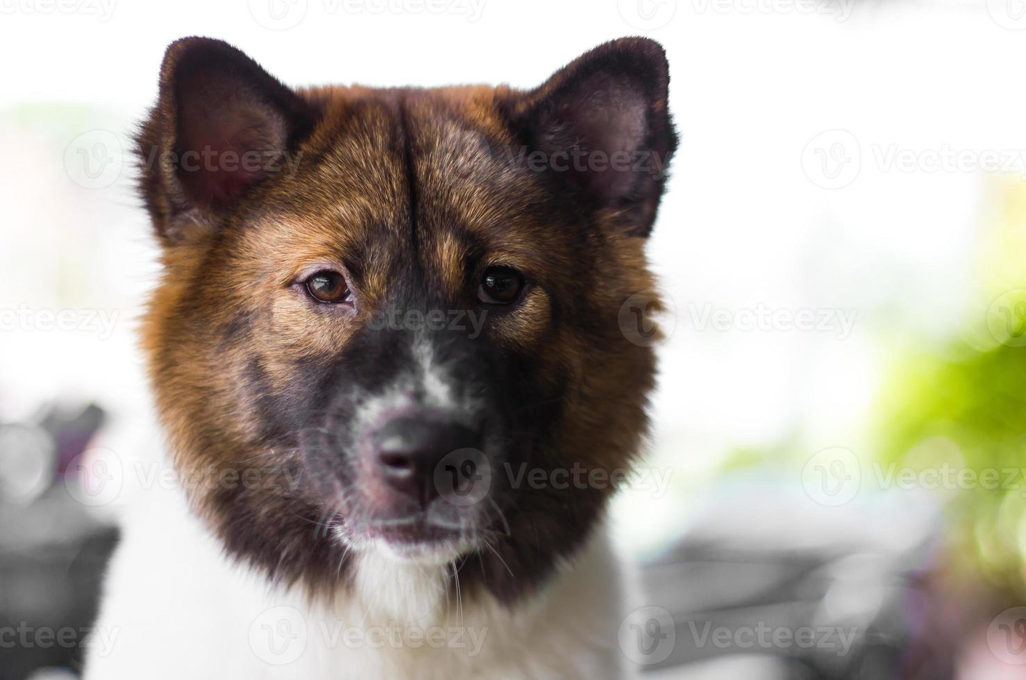 hund stirrar på något foto