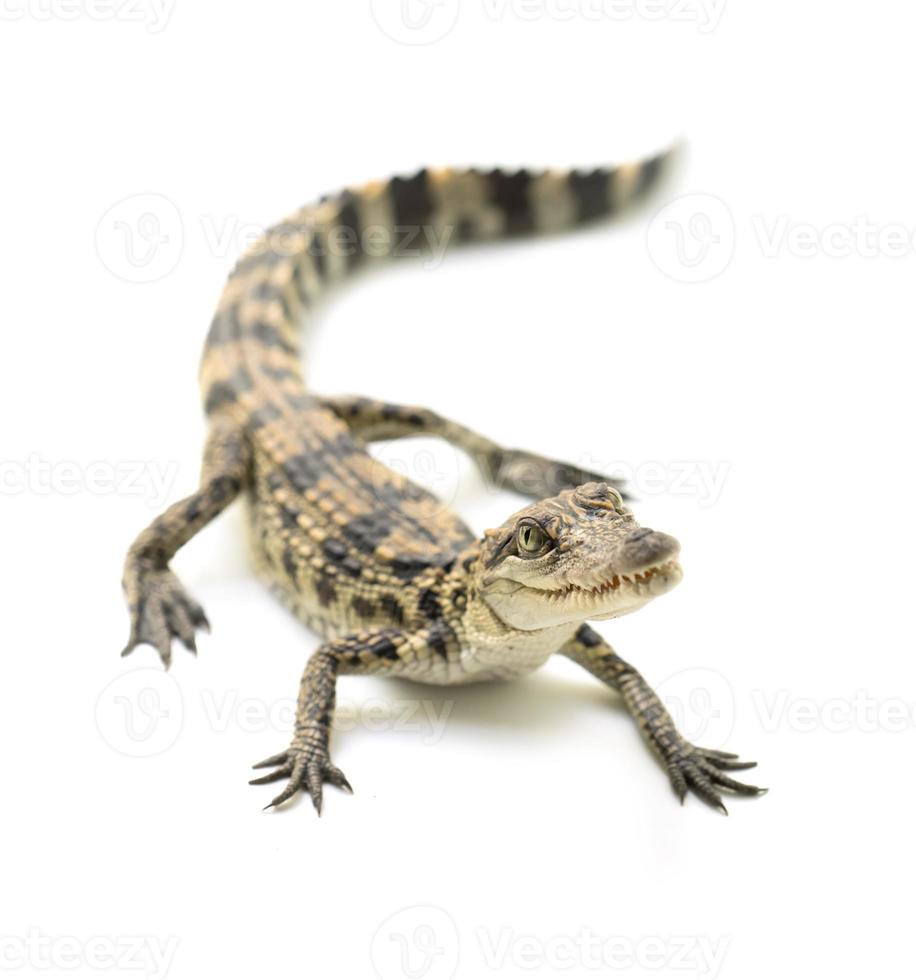 ung krokodil på vit bakgrund foto