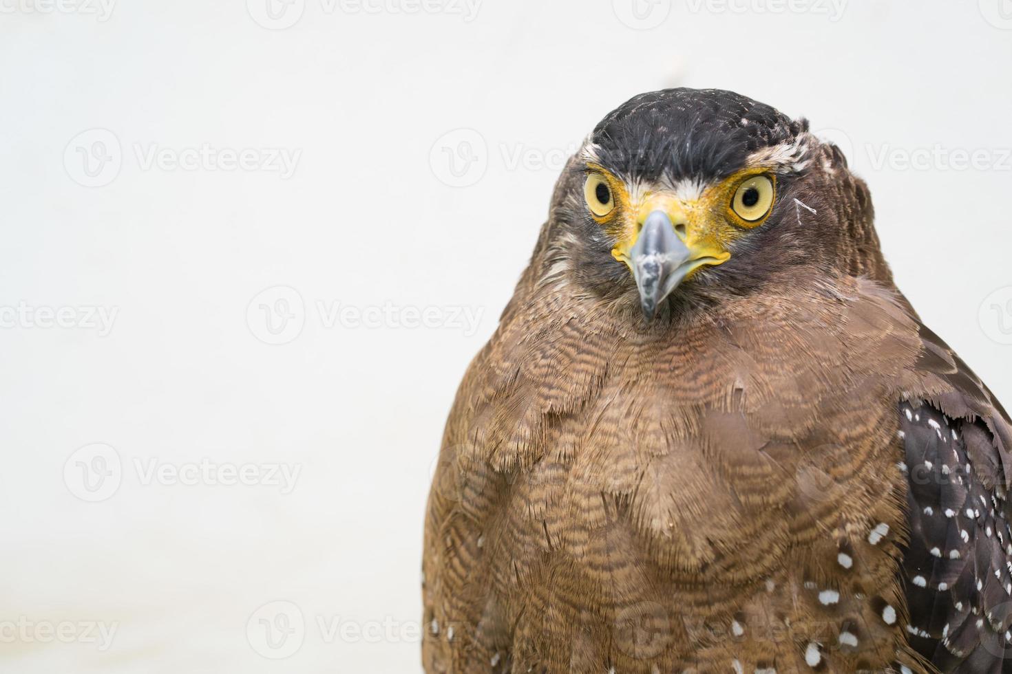 krönad orm örn spilornis cheela foto