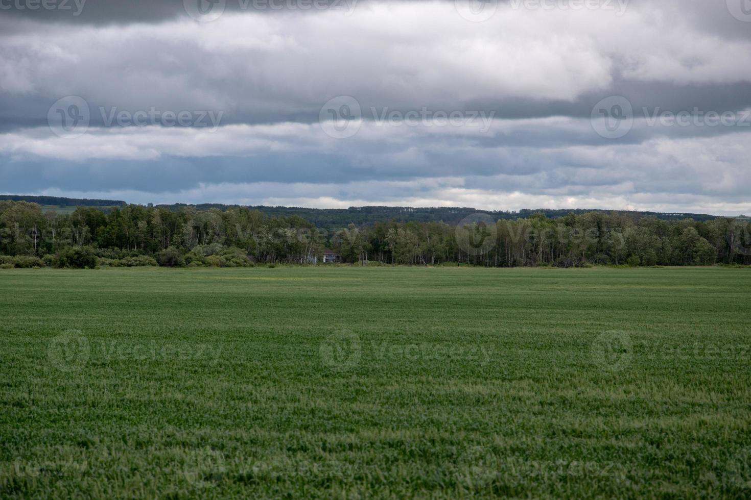 vete grödor under molntäcke, saskatchewan, kanada. foto