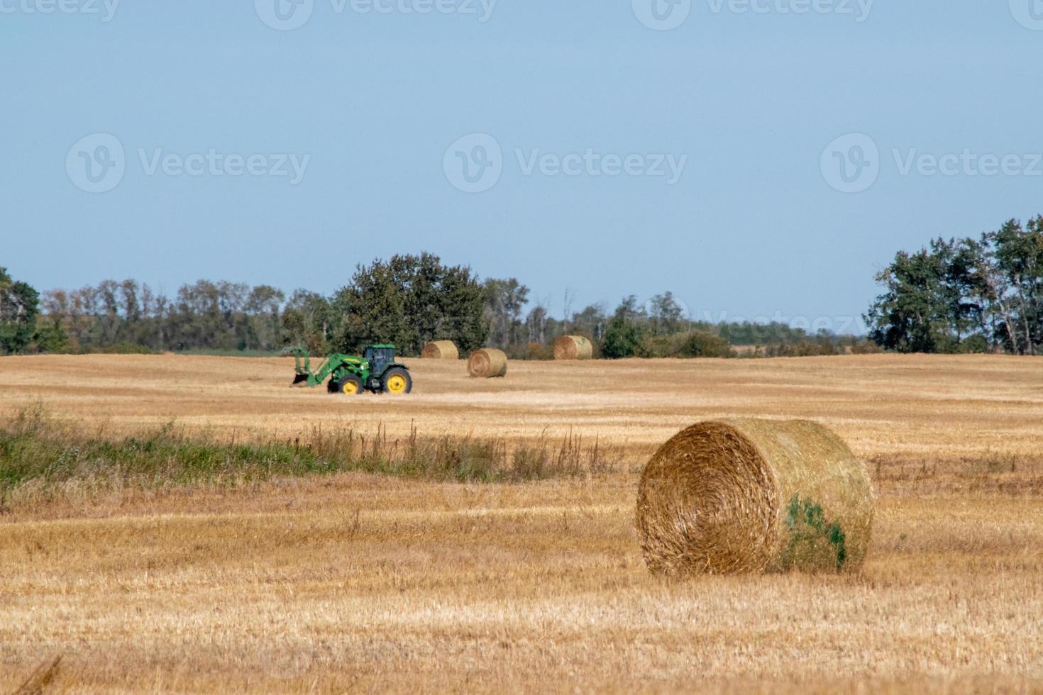 nyskördade fält i landsbygdskommunen Macnutt, Saskatchewan, 16 september 2020. foto