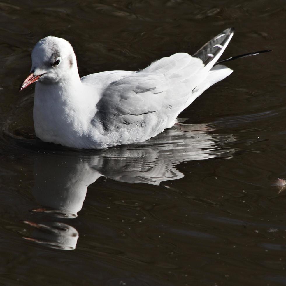 utsikt över en mås foto