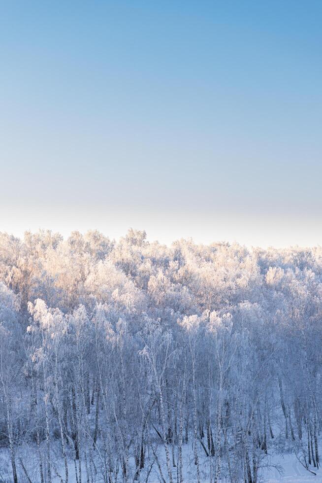 vinterskog. träd täckta med frost och snö foto