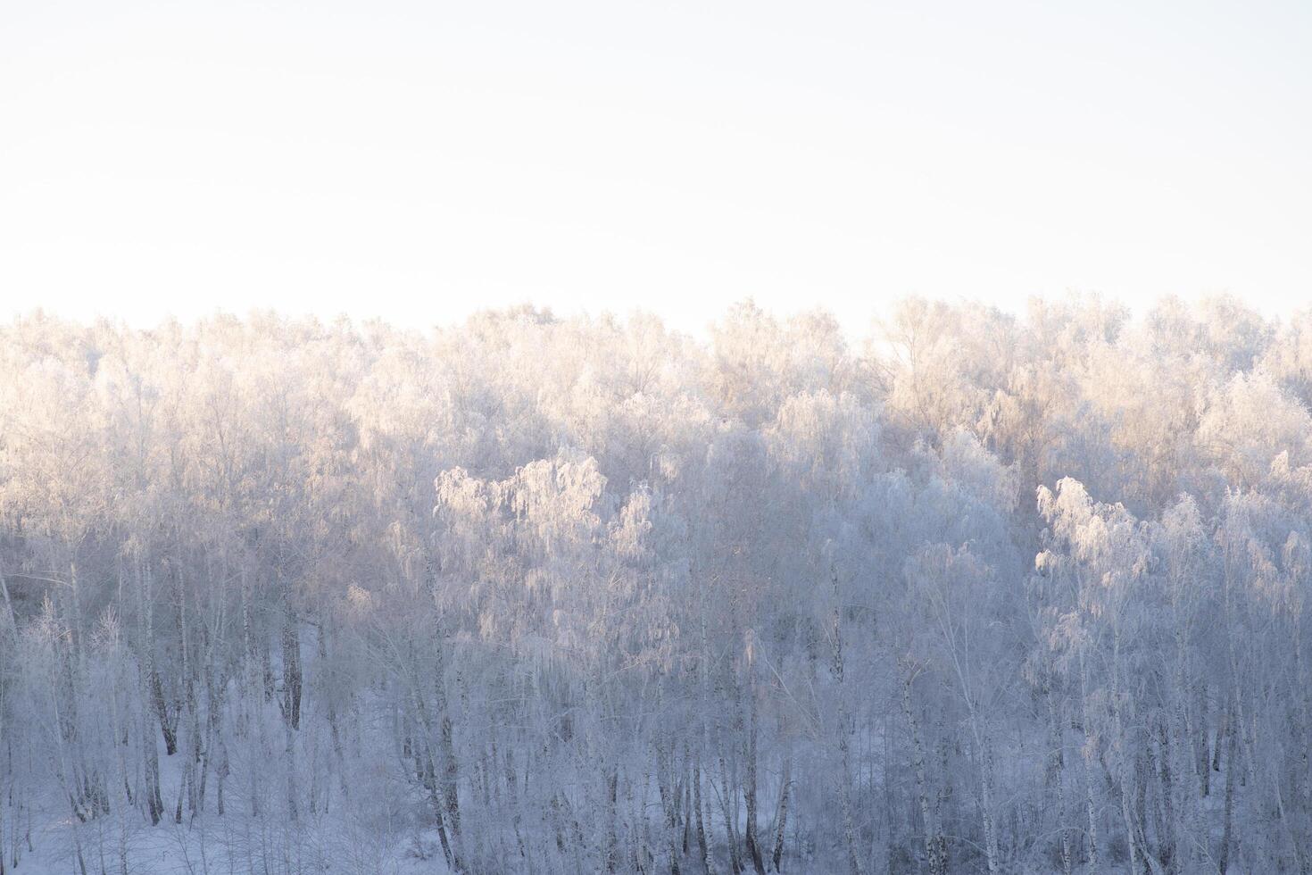 vinterskog. träd täckta med frost och snö foto