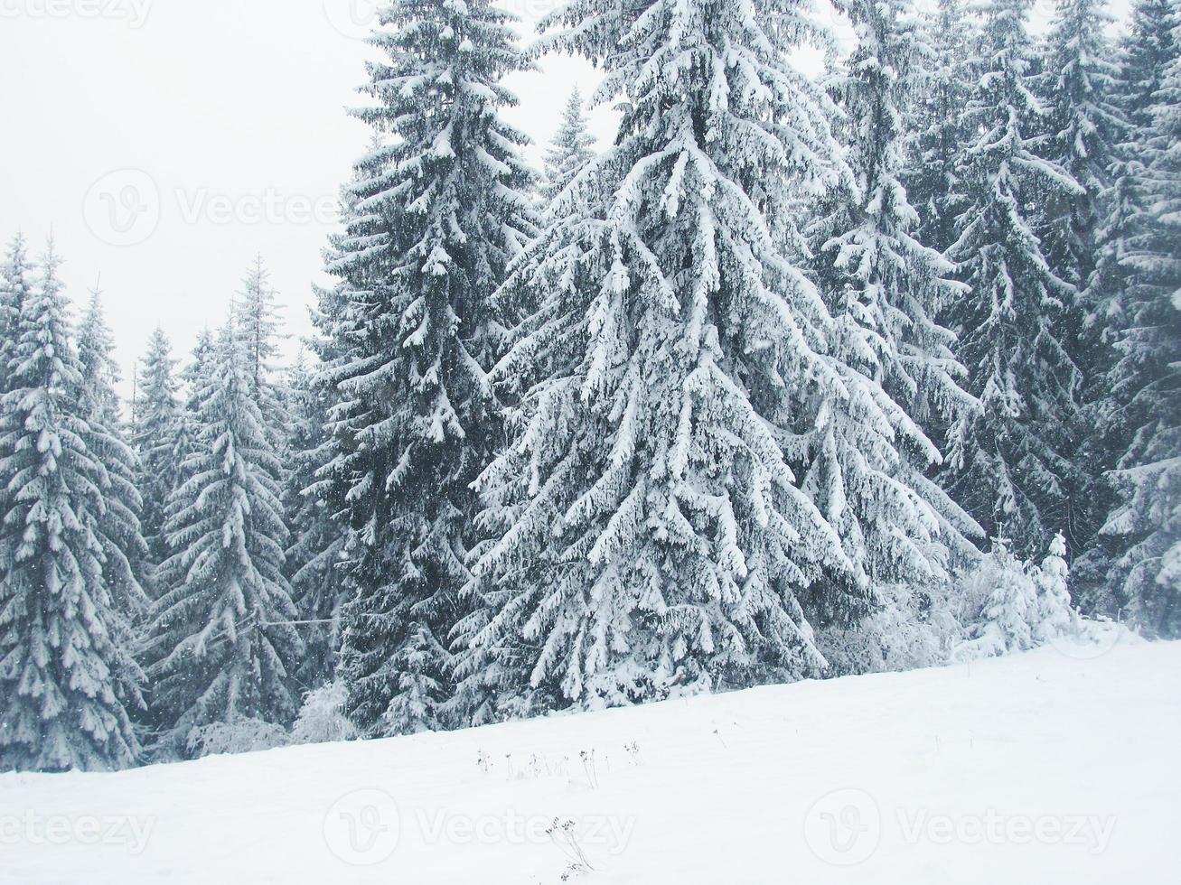vinter skog foto