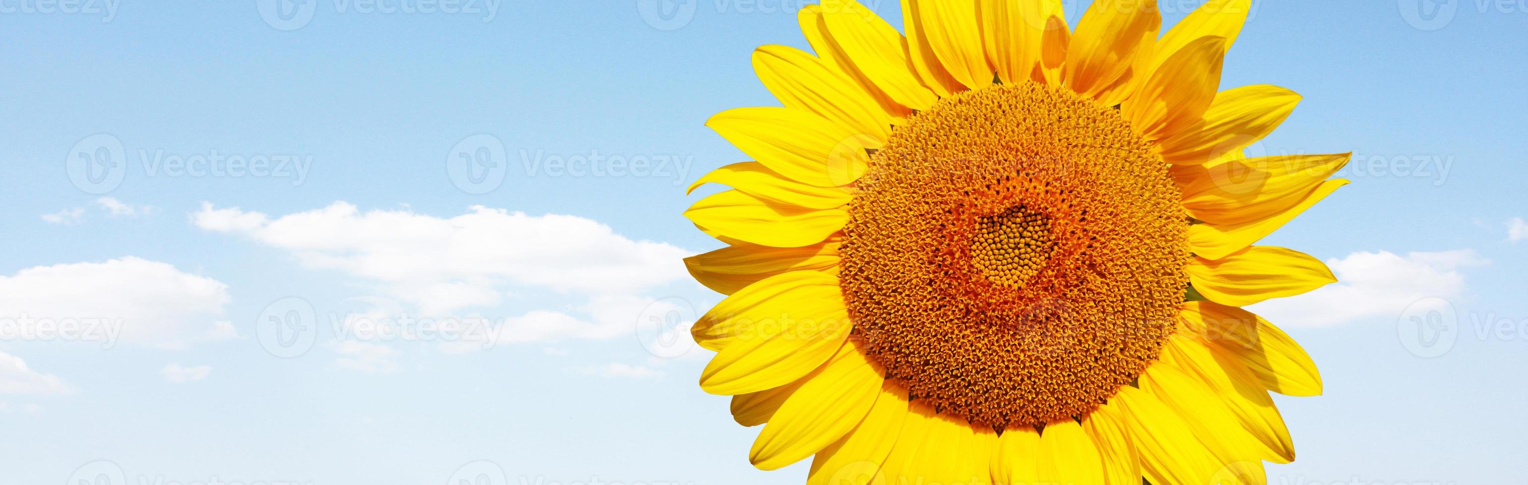 fält av blommande solrosor på en bakgrund blå himmel foto