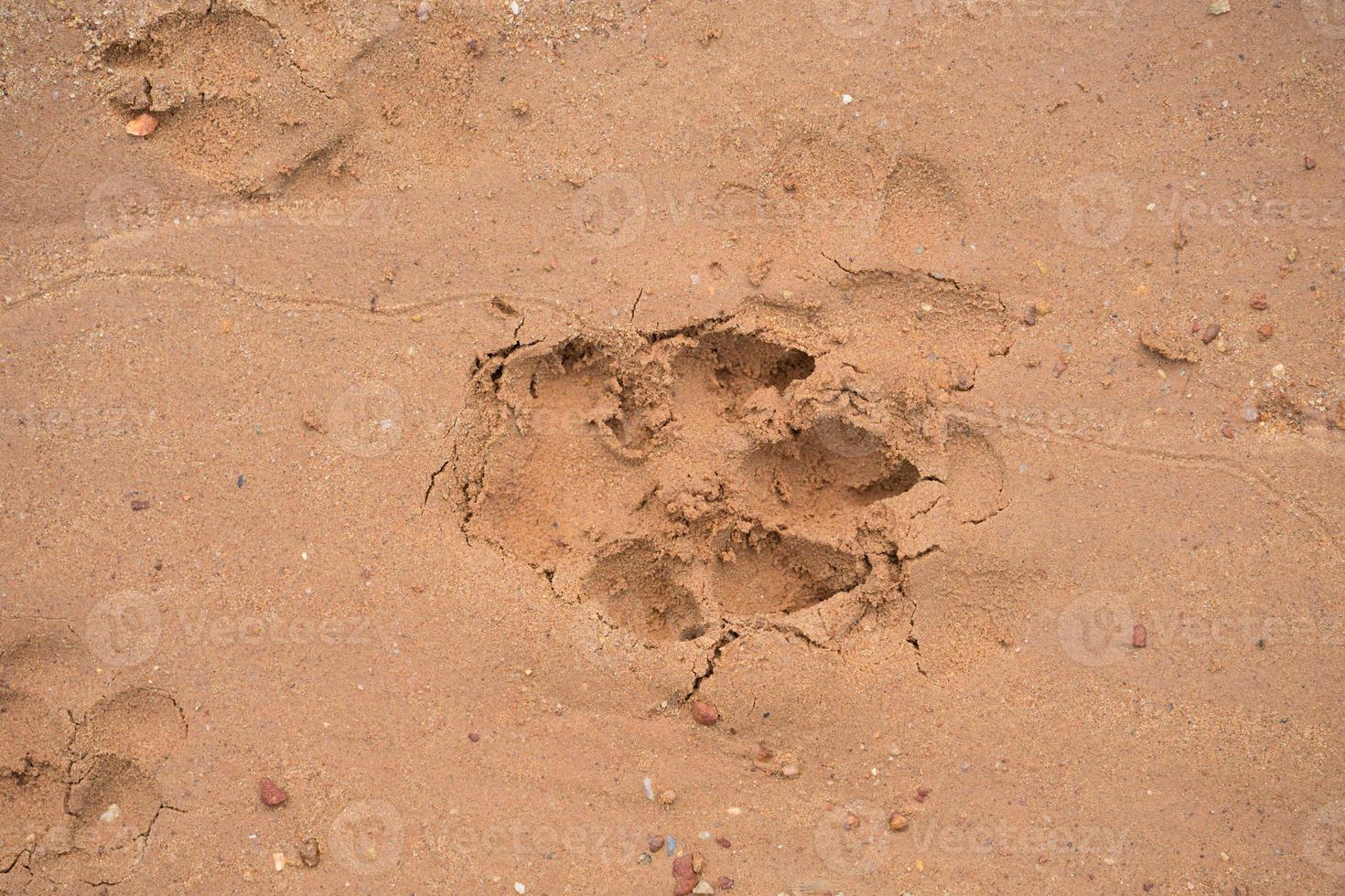 hund fotspår på stranden foto