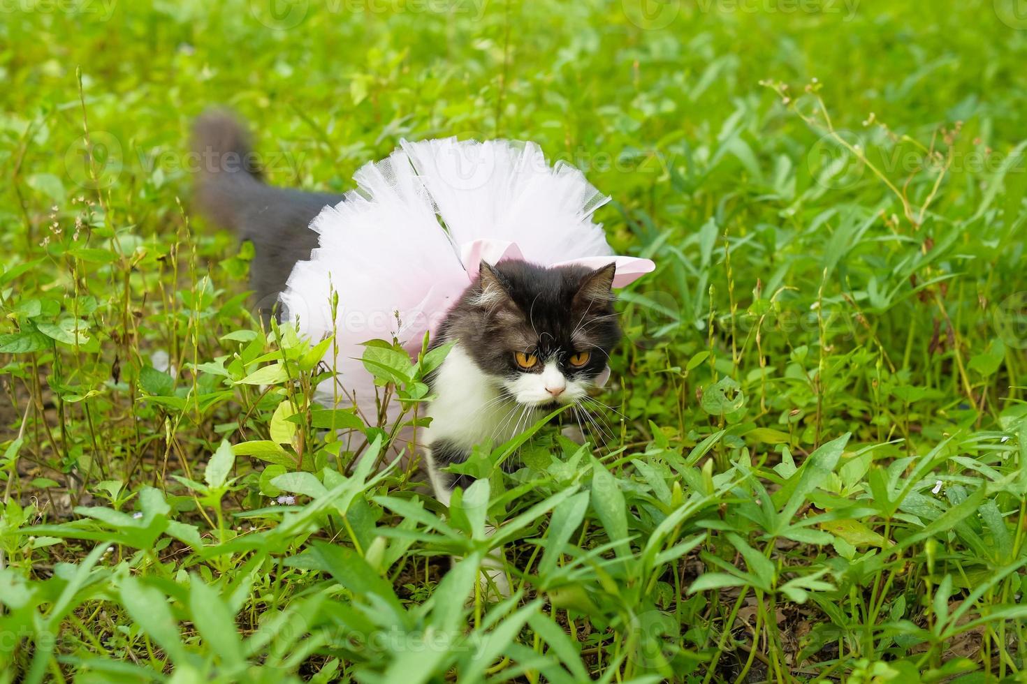 porträtt av gulögd svart katt som jagar i bushen med baletttutu foto