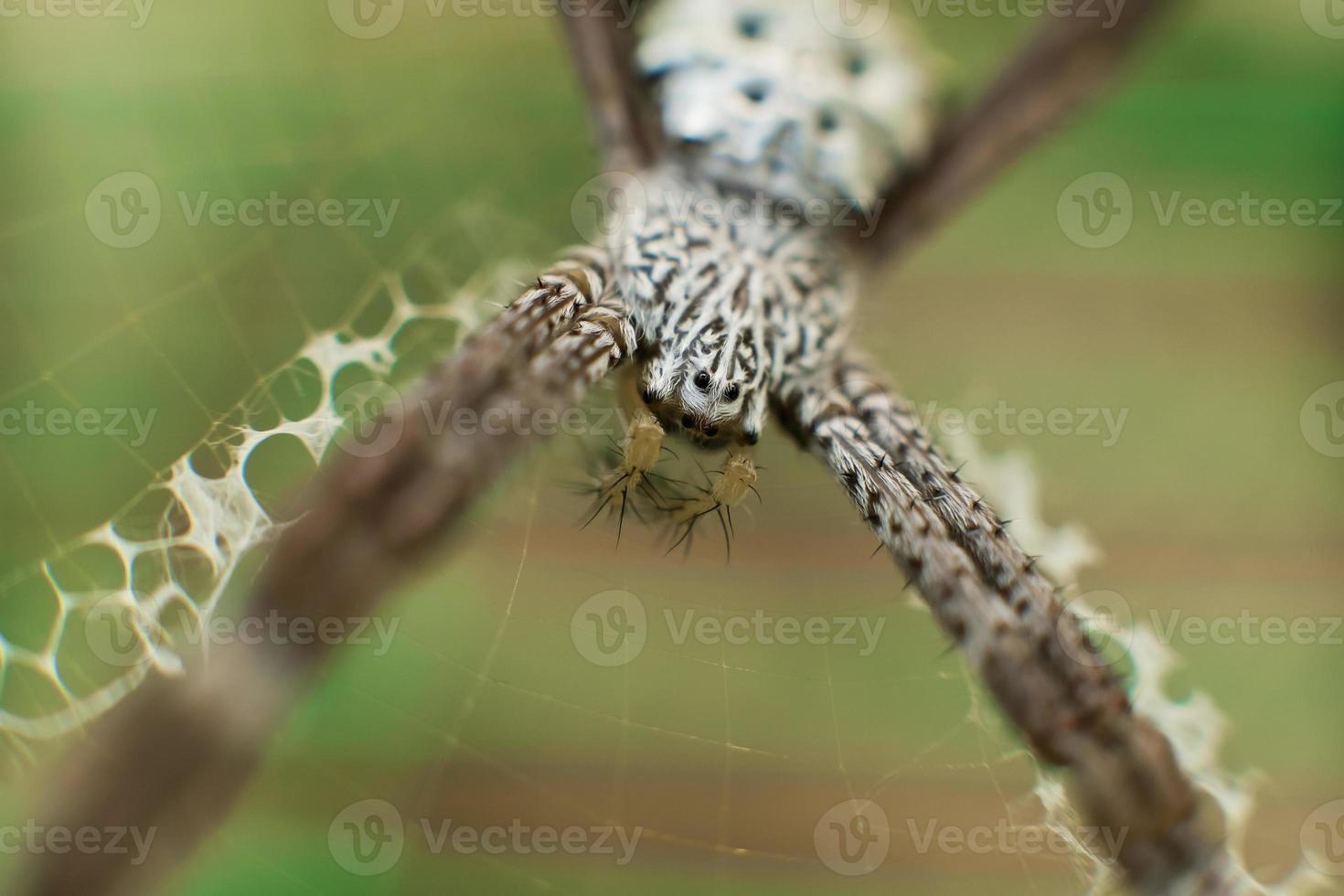 närbild makro skott av spindel. mjukt fokus. selektiv fokusering foto