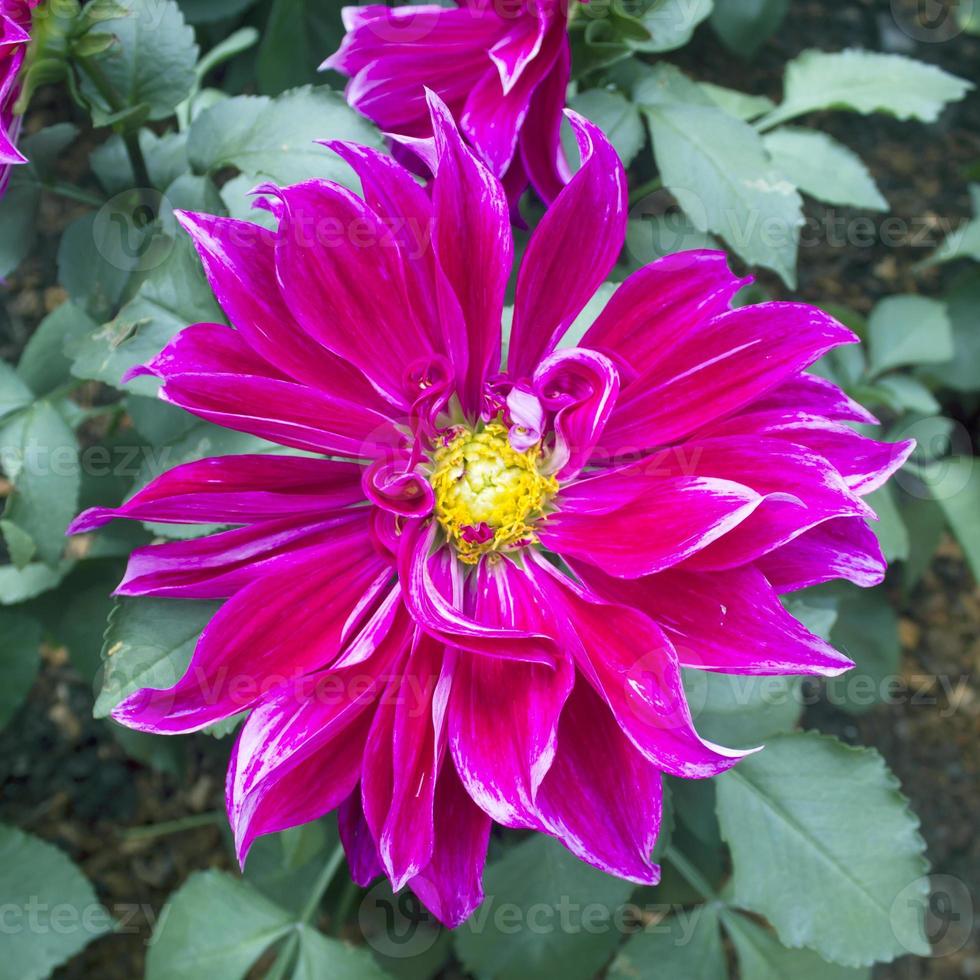 dahlia blommor som en blommig bakgrund eller tapeter foto