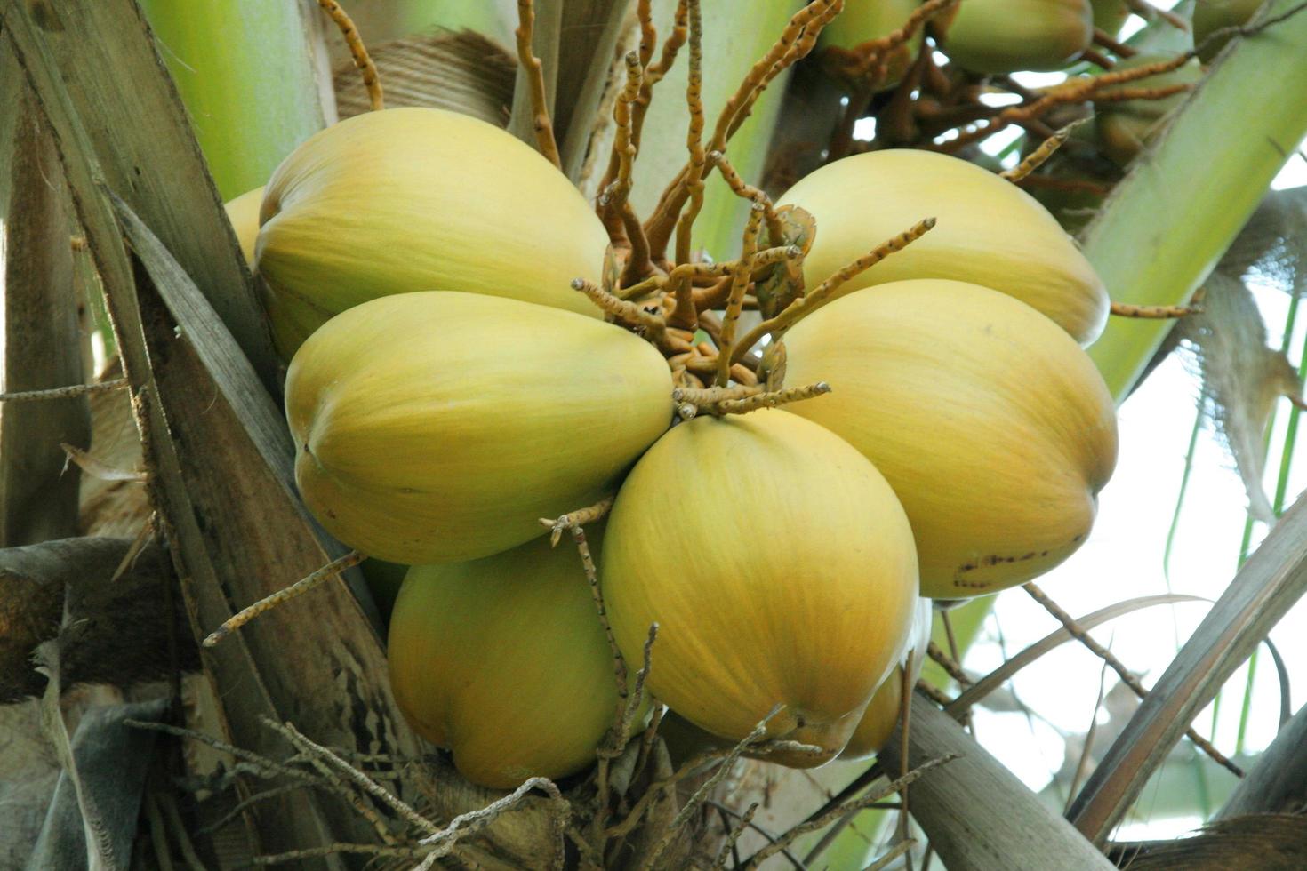 unga kokosnöts frukter är på trädet. foto