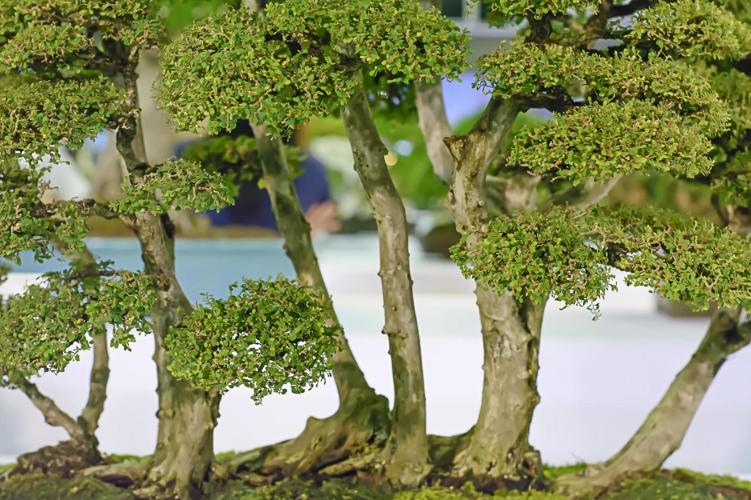 litet träd, odlat med thailändsk teknik av bonsai. foto