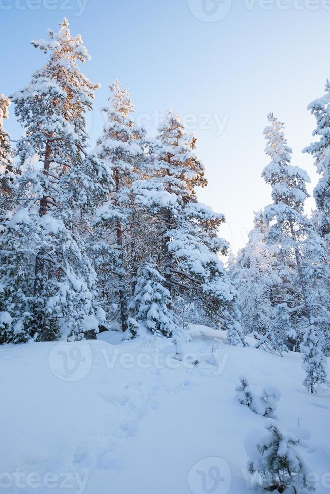 snöig skog på vintern foto