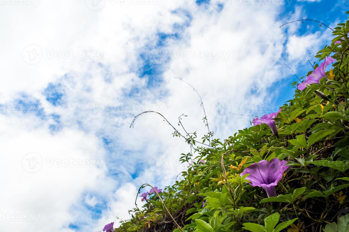 lila blommor av murgröna växt och blå himmel foto