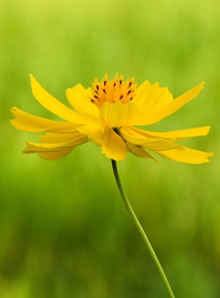 närbild av kosmos blommor foto