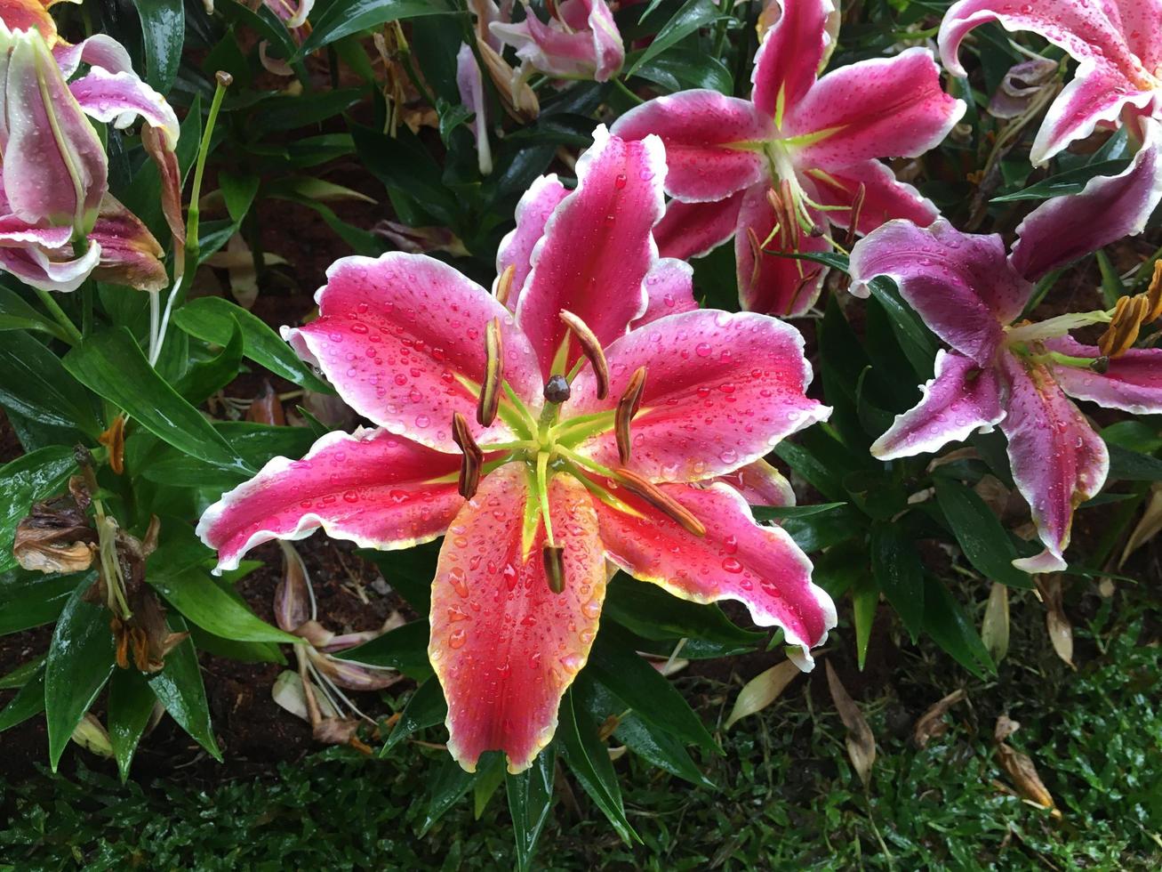 rosa lilja blomma i forist festival visar. foto