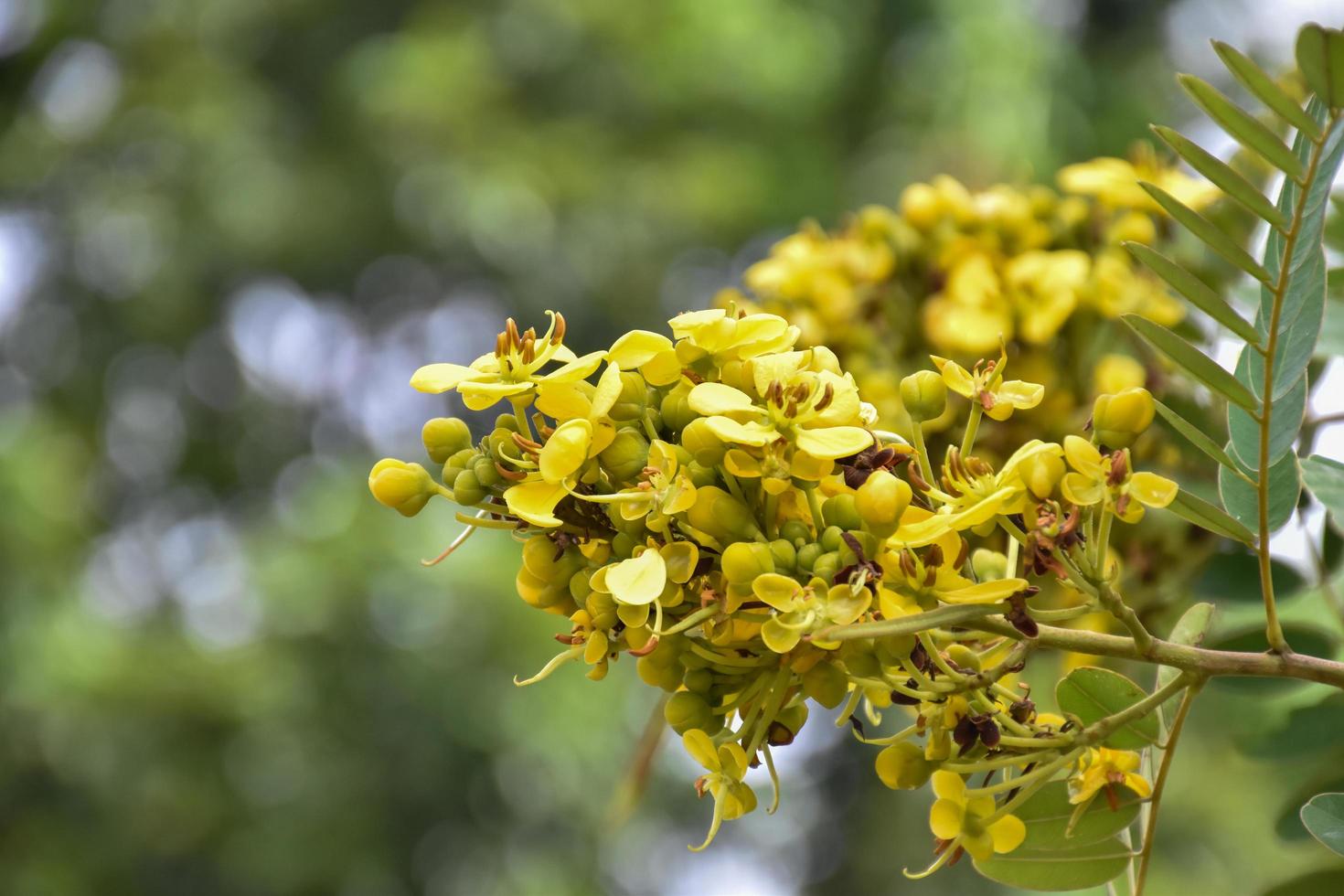 Siamesisk senna, naturlig ört för människor. foto