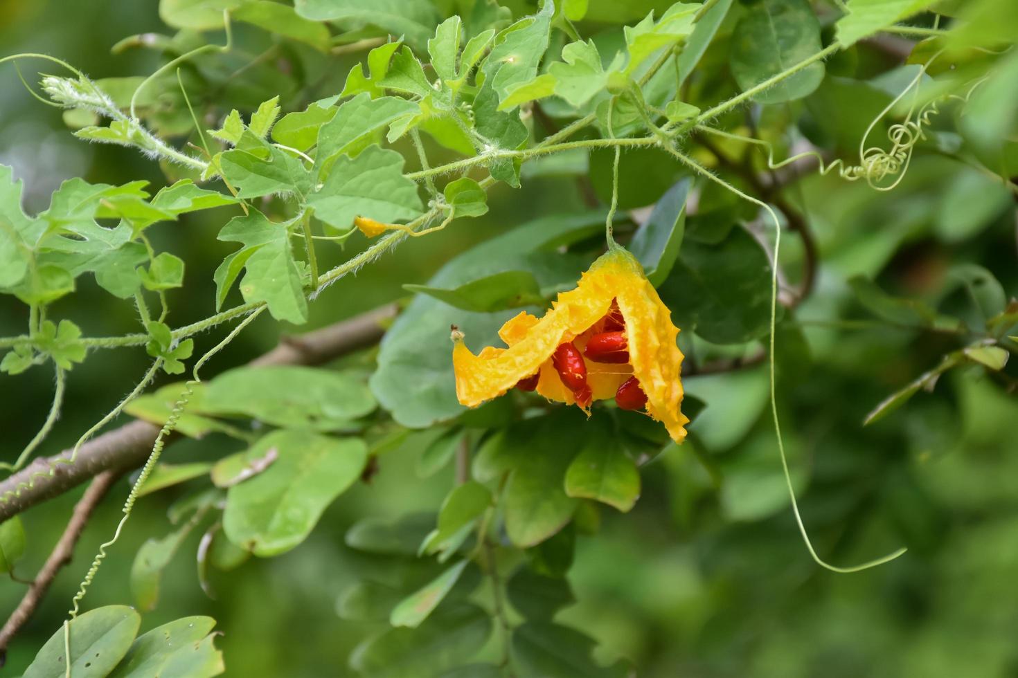 momordica charantia l, naturlig ört för mänskligt liv foto