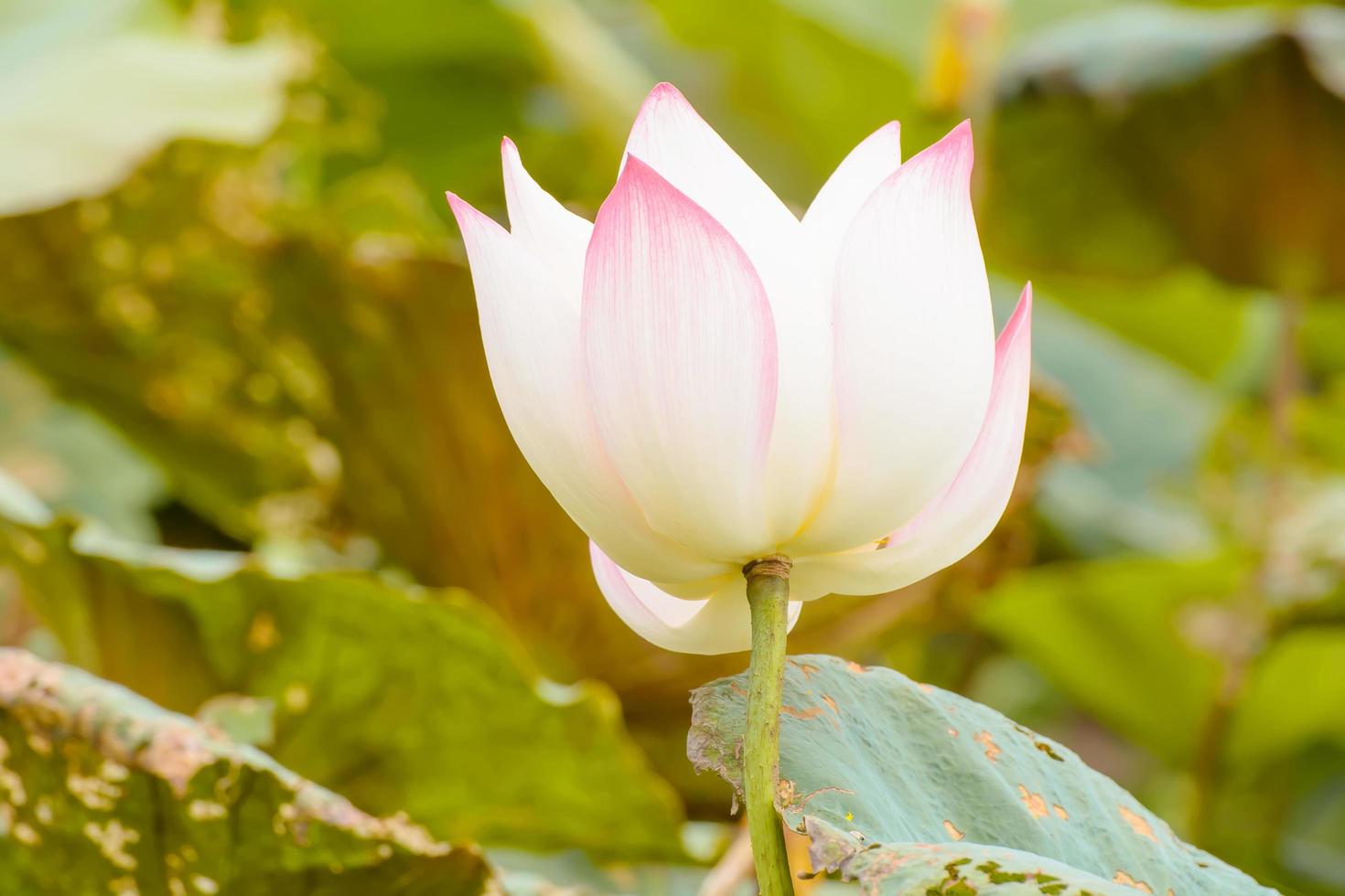 lotus är många färger och vacker i dammar, är en symbol för buddhism. foto