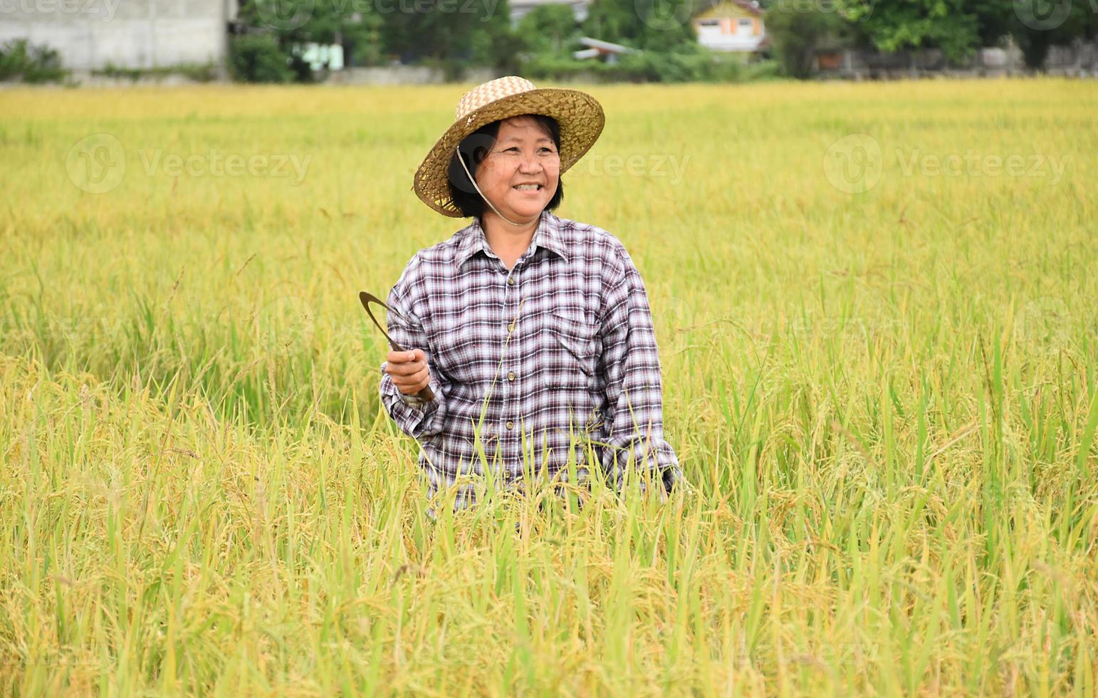 landskap av risfält som har en asiatisk senior bonde som håller skörden skäran i handen och ler i mitten av risfältet, mjukt och selektivt fokus, asiatisk senior jordbrukskoncept. foto