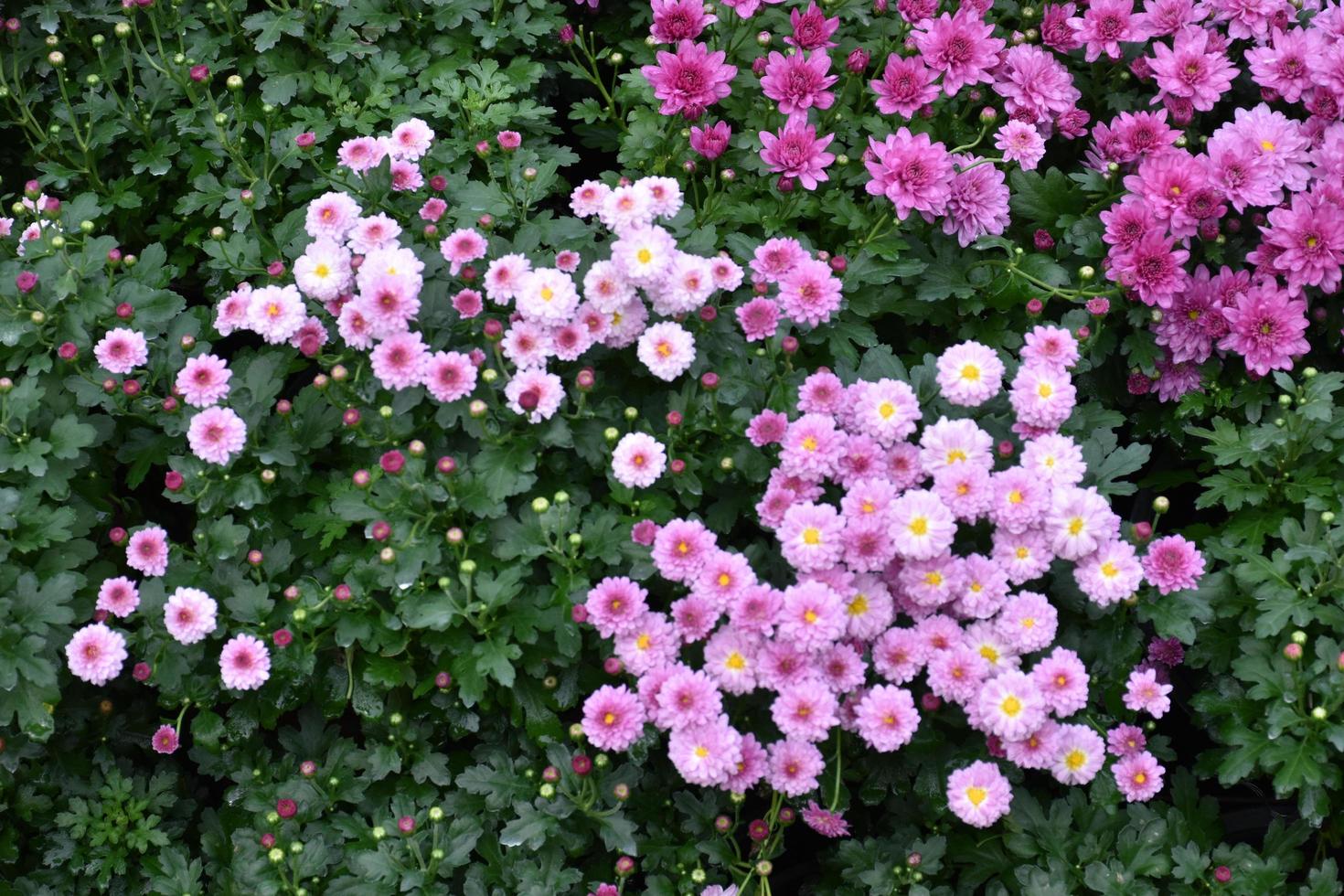 tapeter av olika krysantemumblommor. natur höst blommig bakgrund. krysantemums blomningssäsong. många krysantemumblommor växer i krukor för turister flora festival, thailand. foto