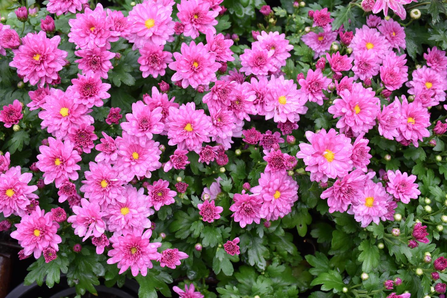 tapeter av olika krysantemumblommor. natur höst blommig bakgrund. krysantemums blomningssäsong. många krysantemumblommor växer i krukor för turister flora festival, thailand. foto