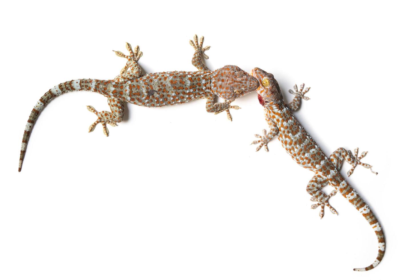 gecko isolera på vit bakgrund foto
